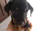 Cachorro raça SRD idade Abaixo de 2 meses nome São 3 machos