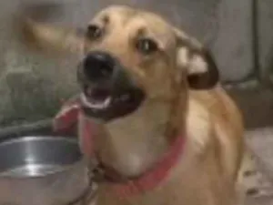 Cachorro raça Vira lata idade 1 ano nome Lili