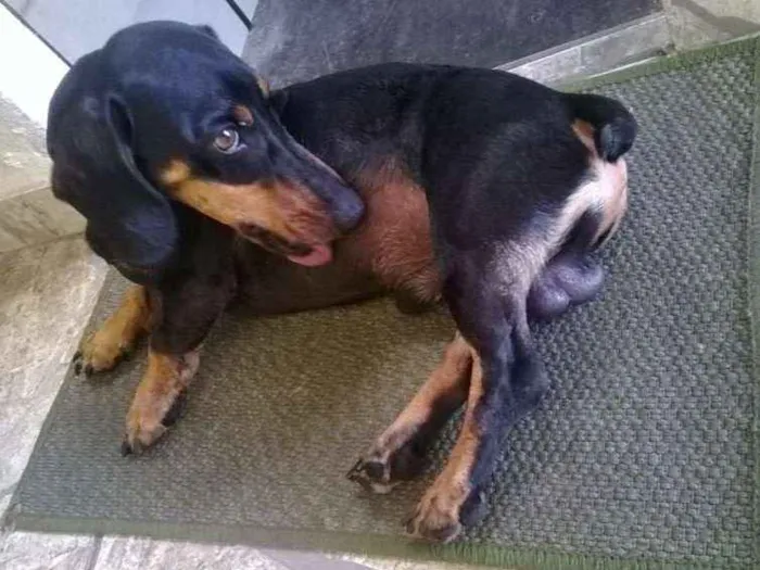 Cachorro raça basset dachshund idade 6 ou mais anos nome Zingo