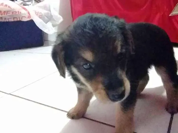 Cachorro ra a Vira lata idade 2 a 6 meses nome Sem nome