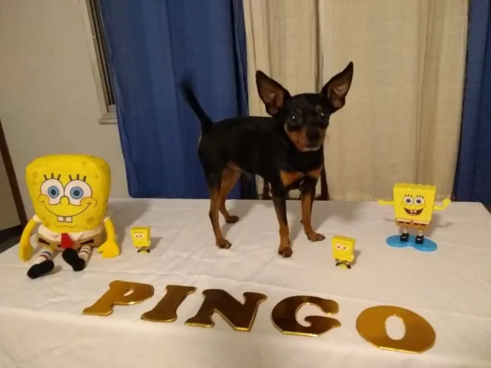 Cachorro ra a Pinscher idade 4 anos nome Pingo 