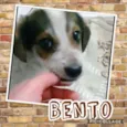 BENTO