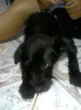 Dalila