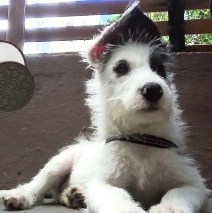 Cachorro ra a Mix  de poodle idade 2 a 6 meses nome Sultão 