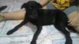 Dalila