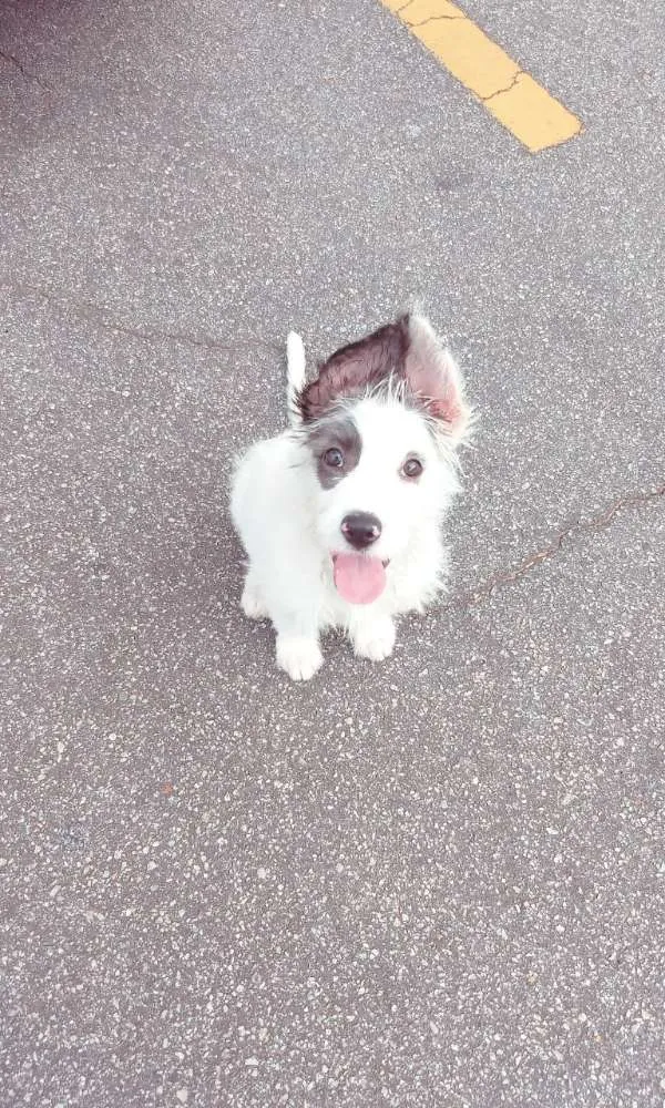 Cachorro ra a Mix  de poodle idade 2 a 6 meses nome Sultão 