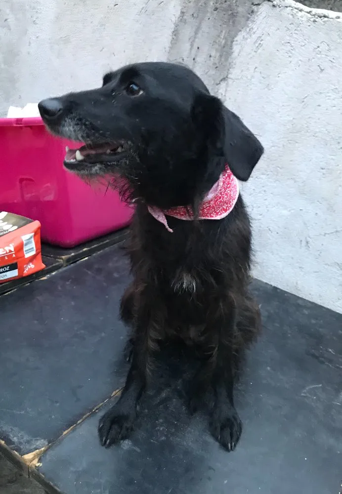 Cachorro ra a SRD idade  nome Tequila