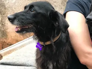 Cachorro raça SRD idade  nome Tequila