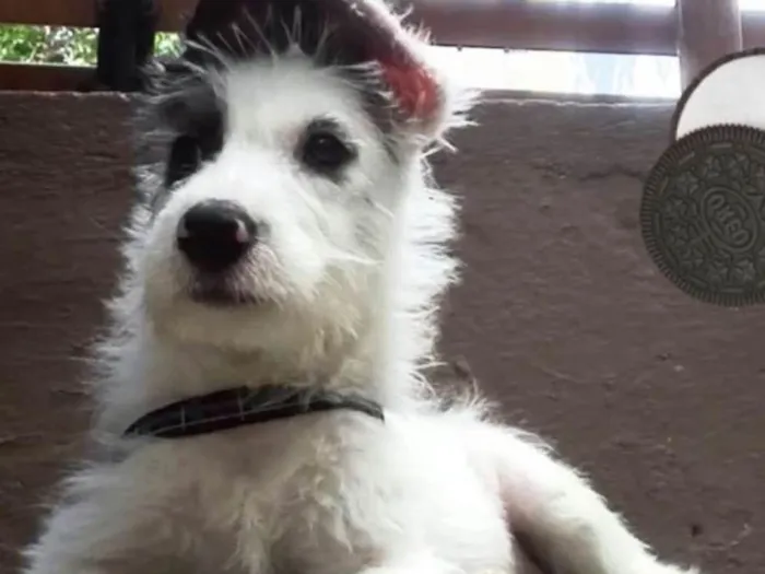 Cachorro ra a Mix  de poodle idade 2 a 6 meses nome Sultão 
