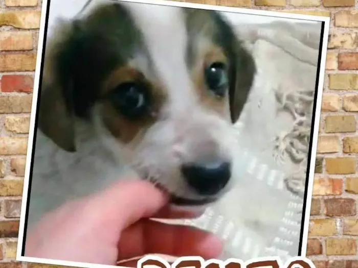 Cachorro ra a SRD idade 3 anos nome BENTO