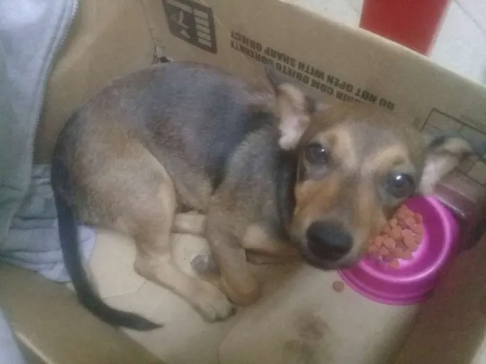 Cachorro ra a Indefenida idade 2 a 6 meses nome José 