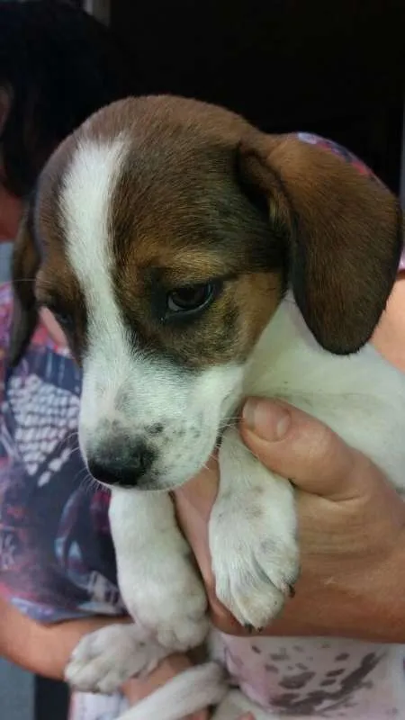 Cachorro ra a SRD idade 2 a 6 meses nome Nelly