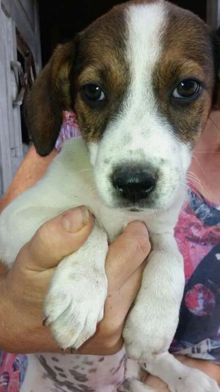 Cachorro ra a SRD idade 2 a 6 meses nome Nelly