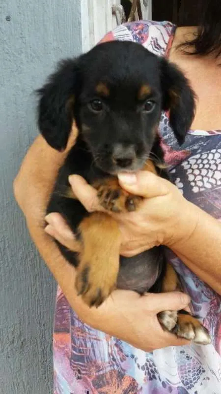 Cachorro ra a Sem raça definida idade 2 a 6 meses nome Black