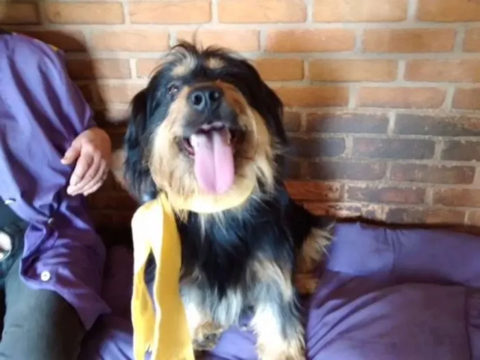 Cachorro ra a Poodle idade 4 anos nome Pelúcio