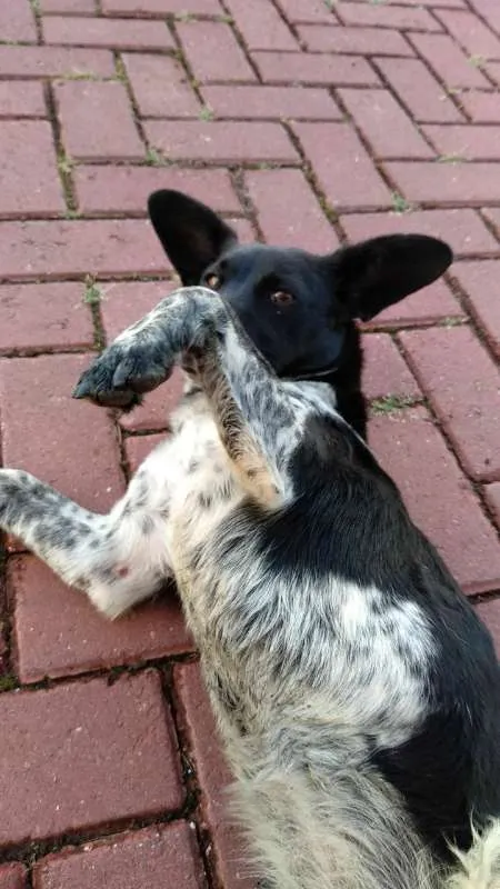 Cachorro ra a SRD idade 2 anos nome Móh