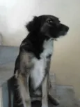 Pepi