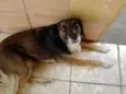 Pepi