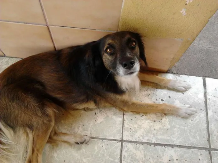 Cachorro raça Vira Lata idade 6 ou mais anos nome Pepi