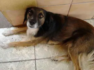 Cachorro raça Vira Lata idade 6 ou mais anos nome Pepi