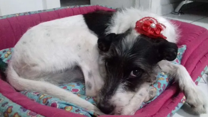 Cachorro raça SRD idade 3 anos nome Princesa