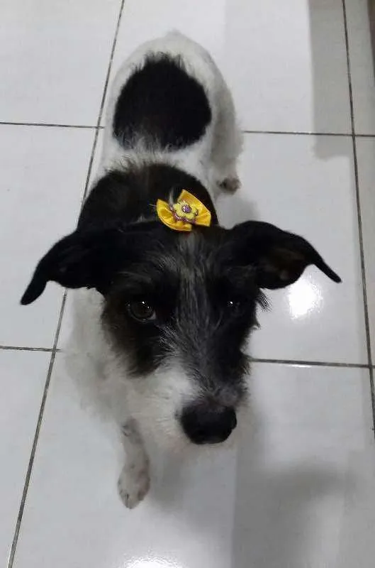 Cachorro raça SRD idade 3 anos nome Princesa
