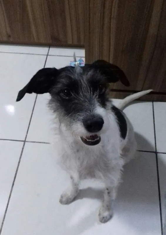 Cachorro raça SRD idade 3 anos nome Princesa