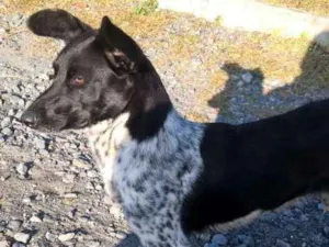 Cachorro raça SRD idade 2 anos nome Móh