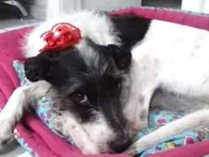 Cachorro raça SRD idade 3 anos nome Princesa