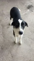 Pretinha