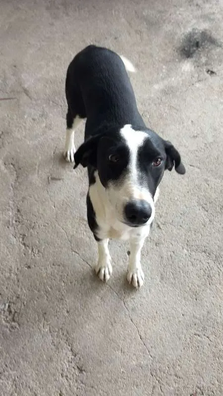 Cachorro raça indefinida idade 7 a 11 meses nome Pretinha