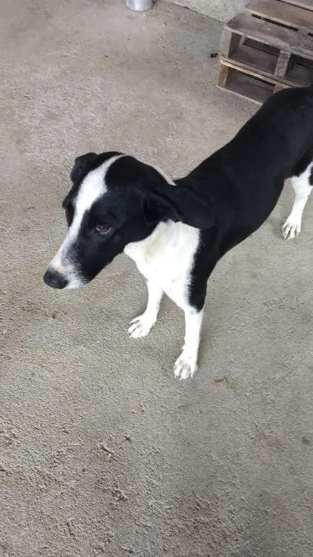 Cachorro raça indefinida idade 7 a 11 meses nome Pretinha