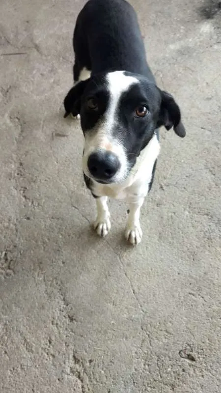Cachorro raça indefinida idade 7 a 11 meses nome Pretinha