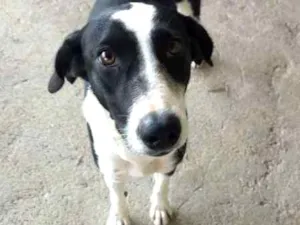 Cachorro raça indefinida idade 7 a 11 meses nome Pretinha