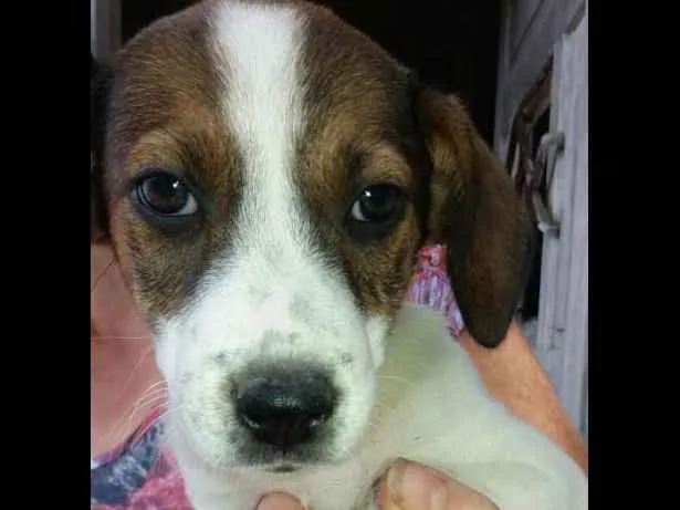 Cachorro ra a SRD idade 2 a 6 meses nome Nelly