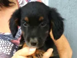 Cachorro raça Sem raça definida idade 2 a 6 meses nome Black