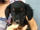 Cachorro raça Sem raça definida idade 2 a 6 meses nome Black