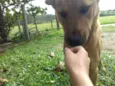 Clifford