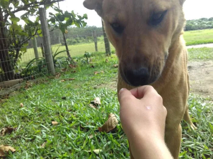 Cachorro raça Vira Lata idade 1 ano nome Clifford
