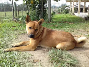 Cachorro raça Vira Lata idade 1 ano nome Clifford