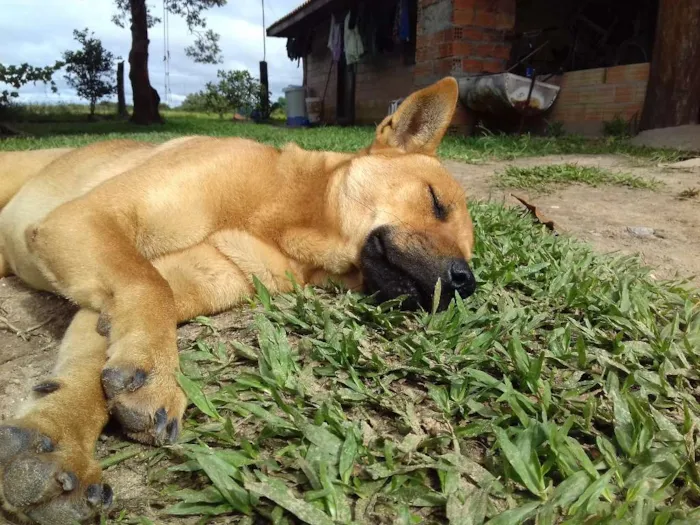 Cachorro raça Vira Lata idade 1 ano nome Clifford