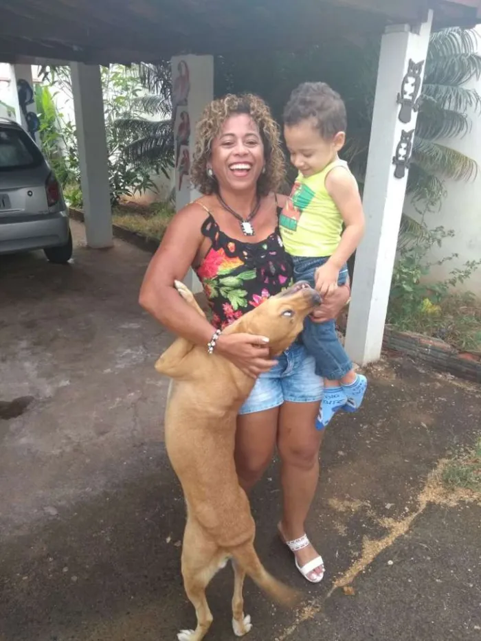 Cachorro ra a Labrador misturado com vira-la idade 4 anos nome Sadrak
