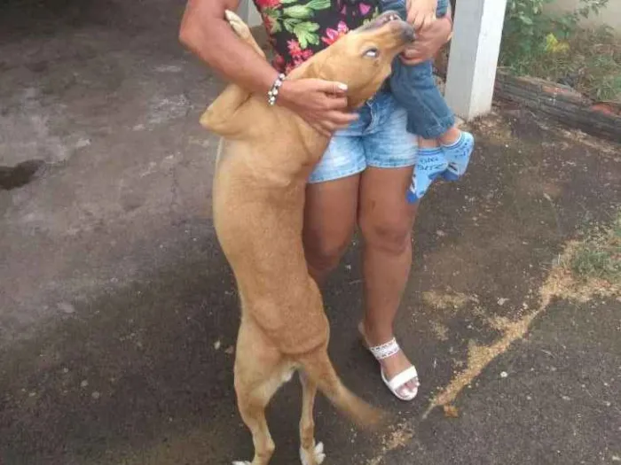Cachorro ra a Labrador misturado com vira-la idade 4 anos nome Sadrak