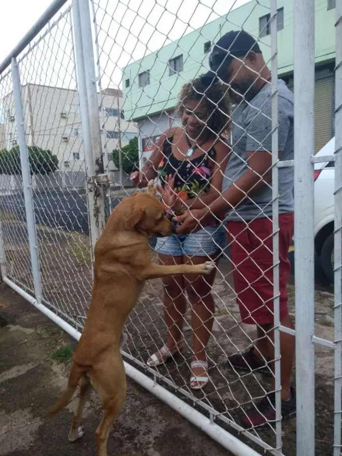 Cachorro ra a Labrador misturado com vira-la idade 4 anos nome Sadrak