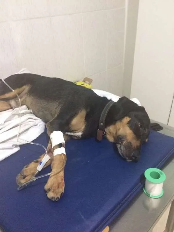 Cachorro ra a DESCONHECIDA idade 2 anos nome NÃO TEM