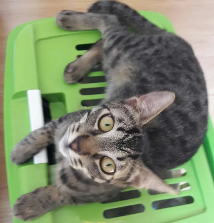 Gato ra a Srd idade 2 a 6 meses nome Tony 