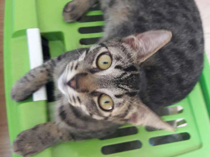 Gato ra a Srd idade 2 a 6 meses nome Tony 