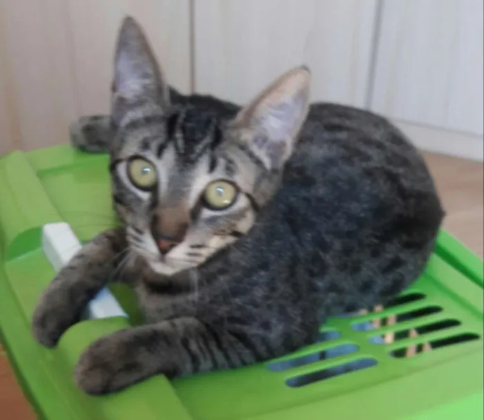 Gato ra a Srd idade 2 a 6 meses nome Tony 
