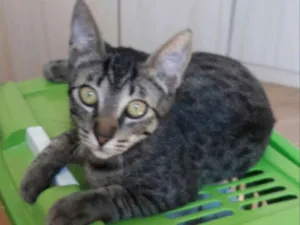 Gato raça Srd idade 2 a 6 meses nome Tony 