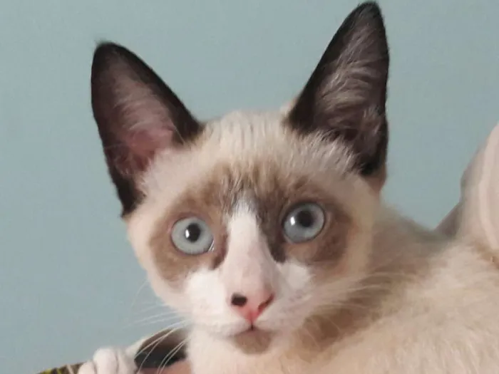 Gato ra a Srd idade 7 a 11 meses nome Anete